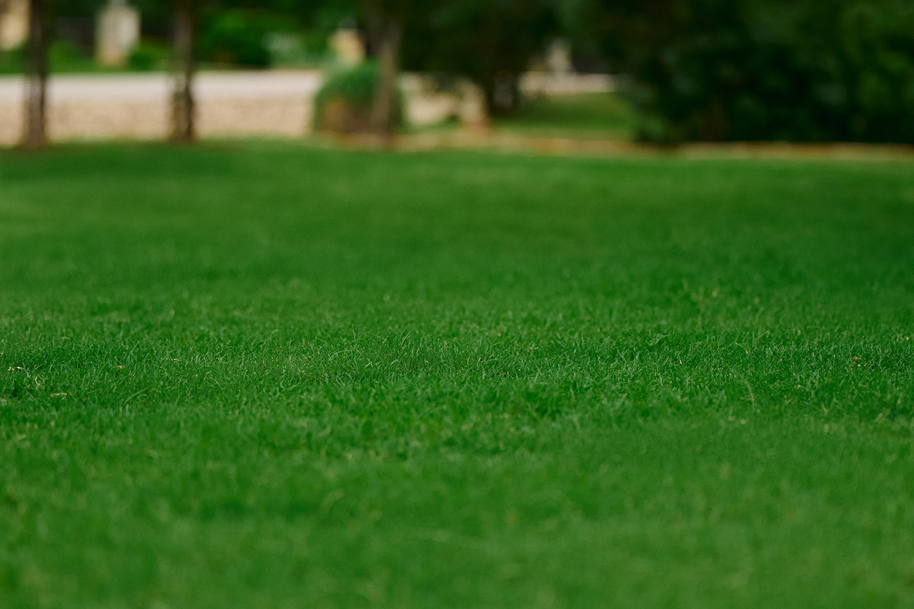 detail green grass nice blurred 2