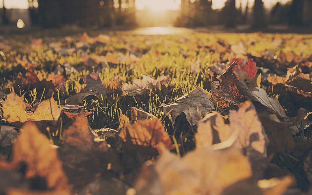 Dormant Grass Doesn’t Mean Dead Grass—How to Prep for a Strong Spring