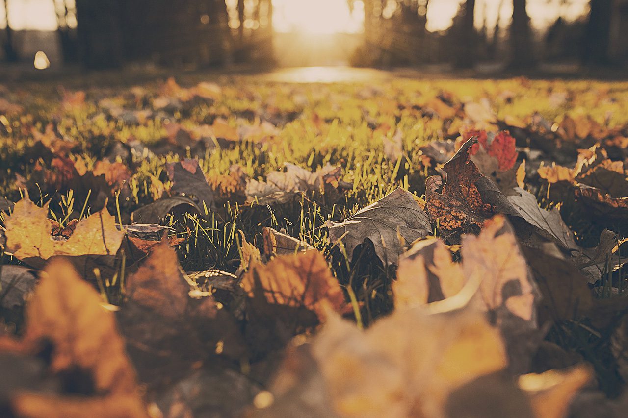 Dormant Grass Doesn’t Mean Dead Grass—How to Prep for a Strong Spring