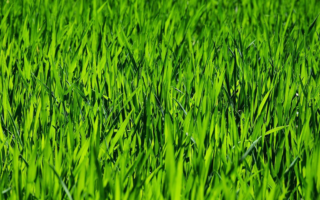 Is Your Lawn Feeling Compacted? Time to Aerate Before Fall