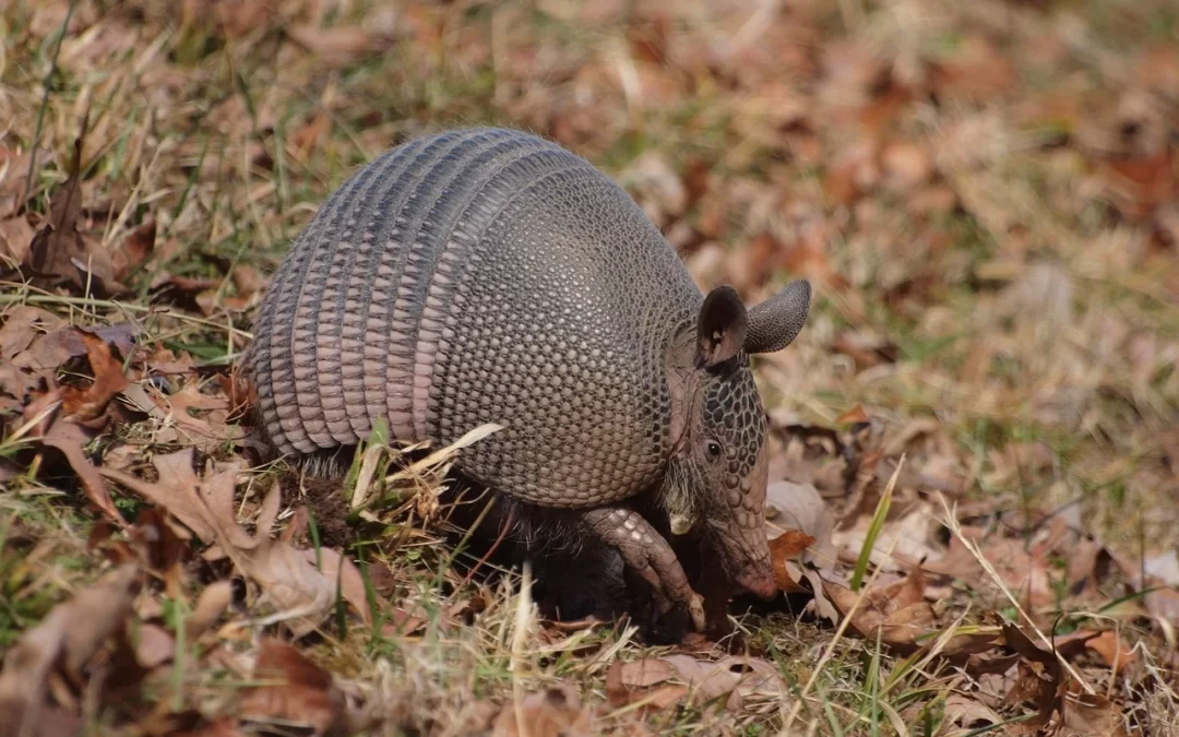Armadillos digging up your lawn? How to stop these Texas troublemakers