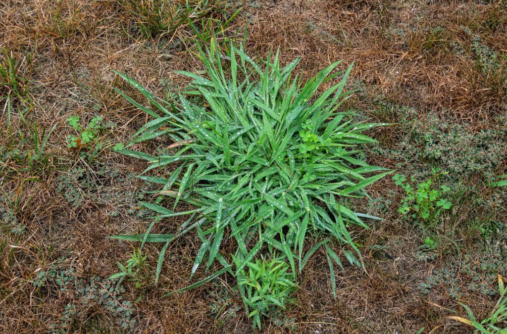 Pre-emergent Season in Austin: Stop Crabgrass Before it Takes Over