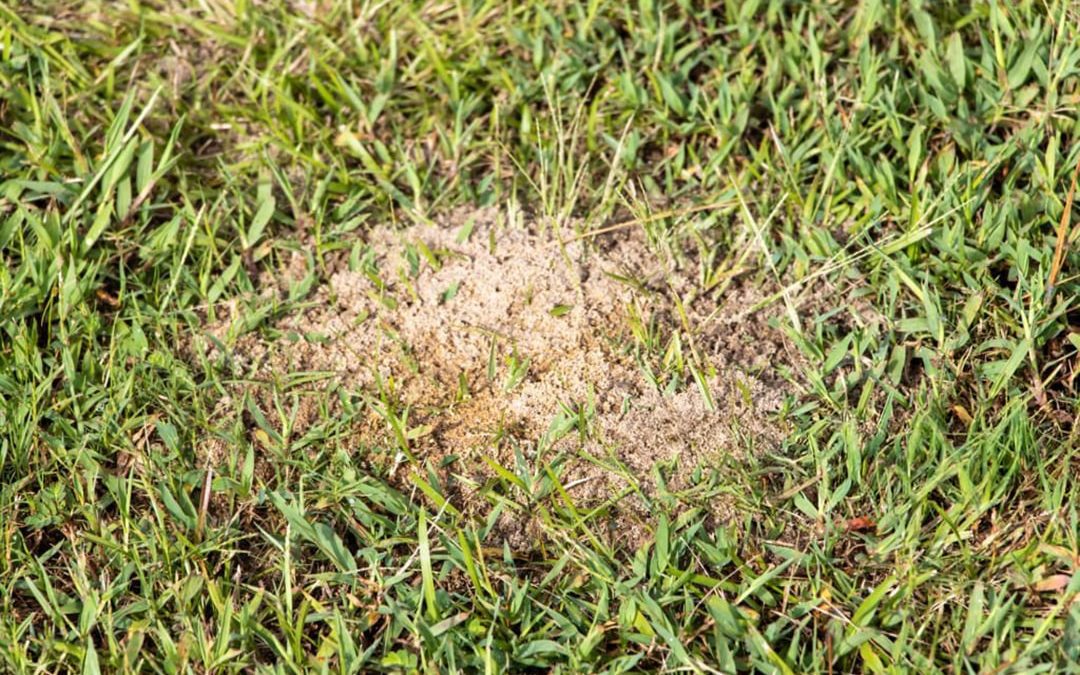Fire Ant Invasion: Why they love your Austin lawn and how to tee them off