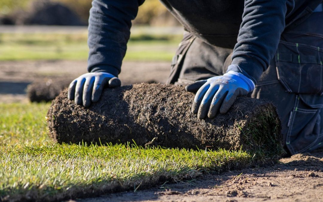 New Sod Care in Austin: How to Keep Your Fresh Lawn Thriving
