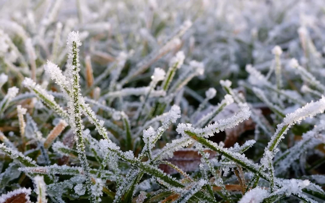 Should you winterize in Austin? The truth about lawn fertilization