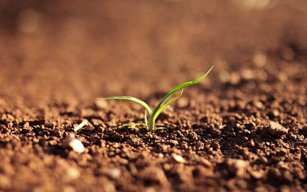 Off-Season Advantage: Why Soil Testing Now Can Improve Your Spring Lawn Game