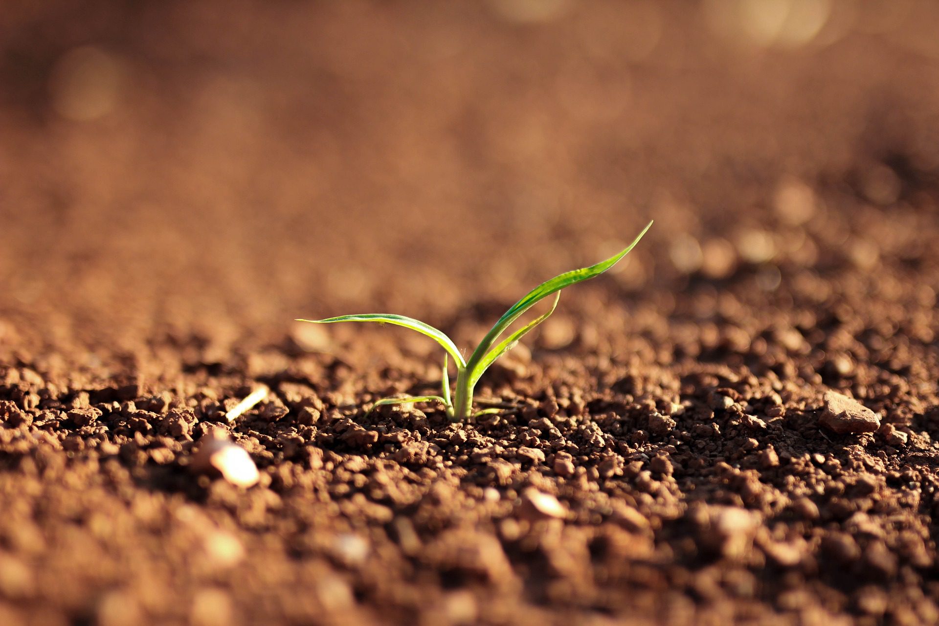 Lawn care professional collecting soil samples for soil testing in an Austin Texas lawn during winter