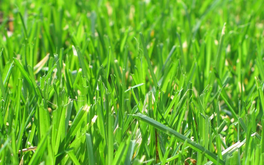 5 Spring Lawn Mistakes That Will Land You in the Weeds