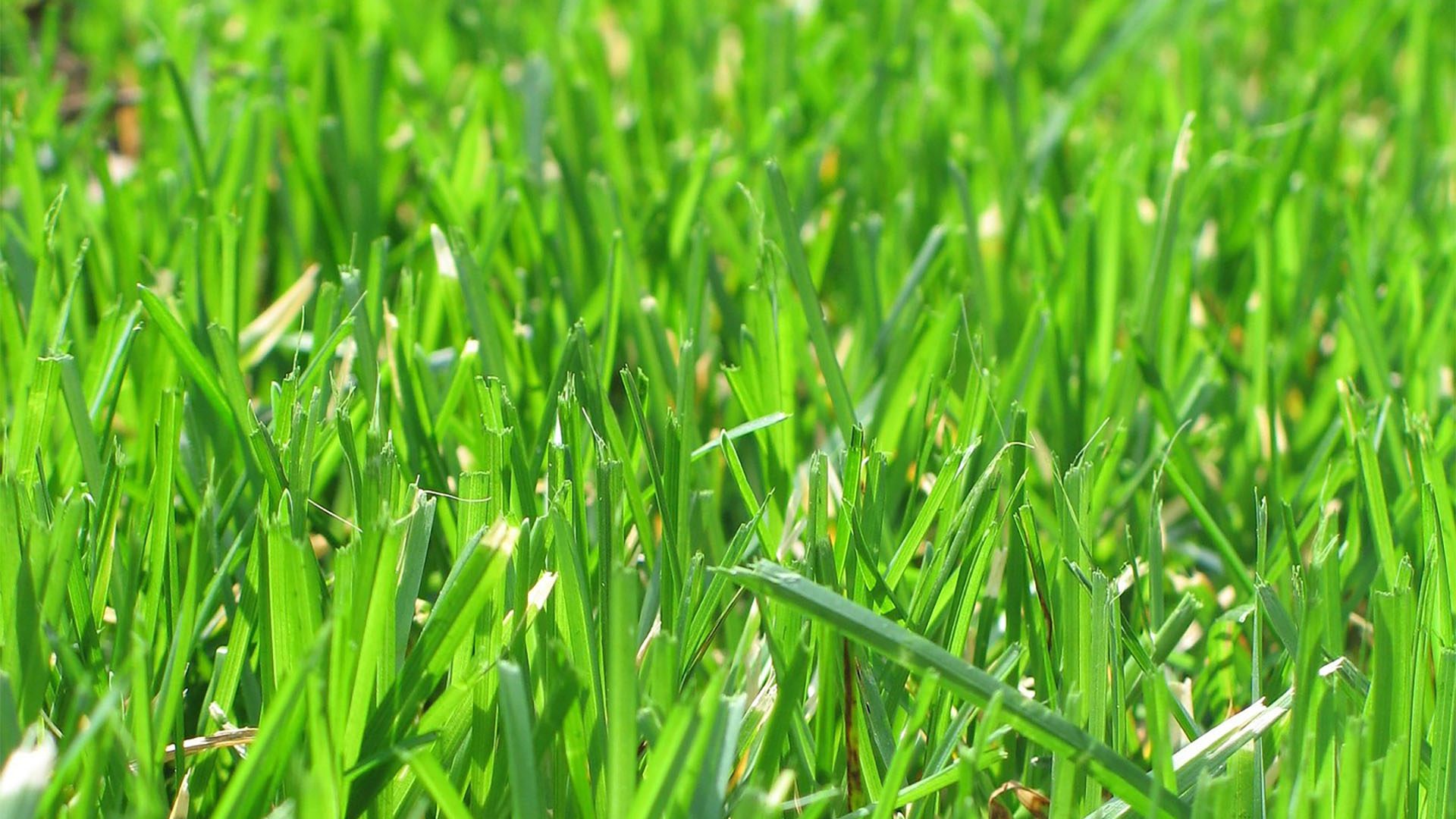 Weeds growing in an Austin lawn due to common spring lawn care mistakes