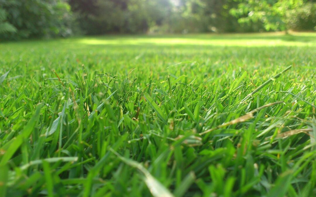 Spring Aeration: A Power Move to Get Your Lawn Out of the Rough