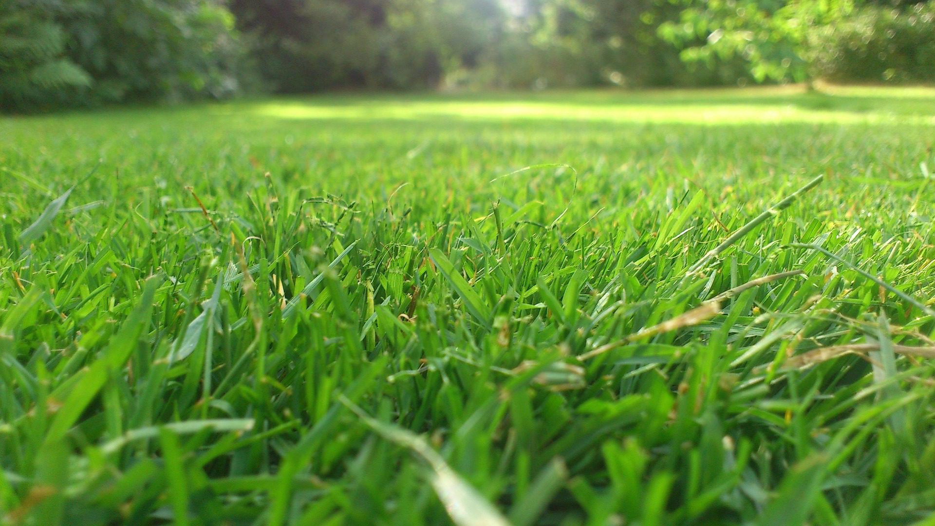 Core aeration in an Austin lawn showing soil plugs and improved turf health in spring