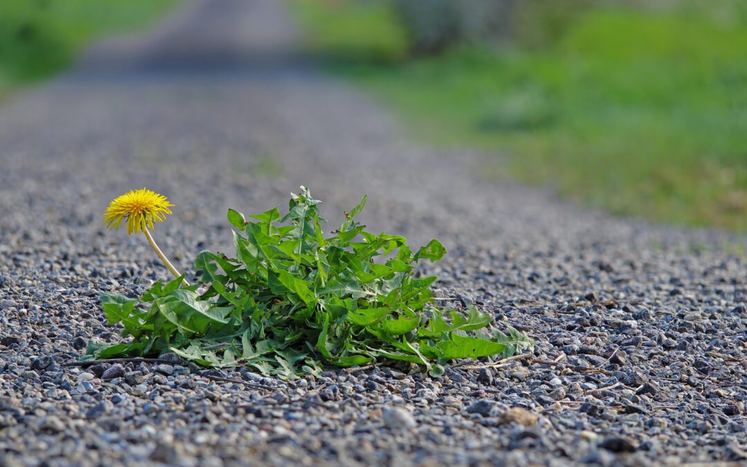 Spring Weeds Are Sprouting—Set the Course Now, Scramble Less Later