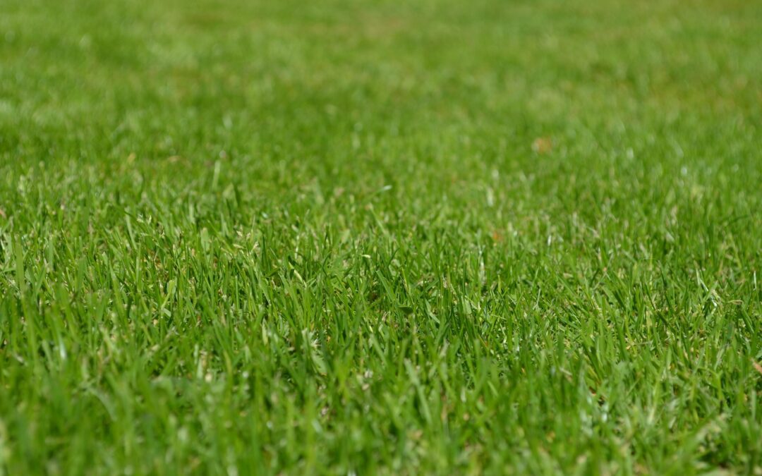 Choosing the Right Grass for Austin: A Turf Matchup of Bermudagrass vs. Zoysiagrass vs. Saint Augustine