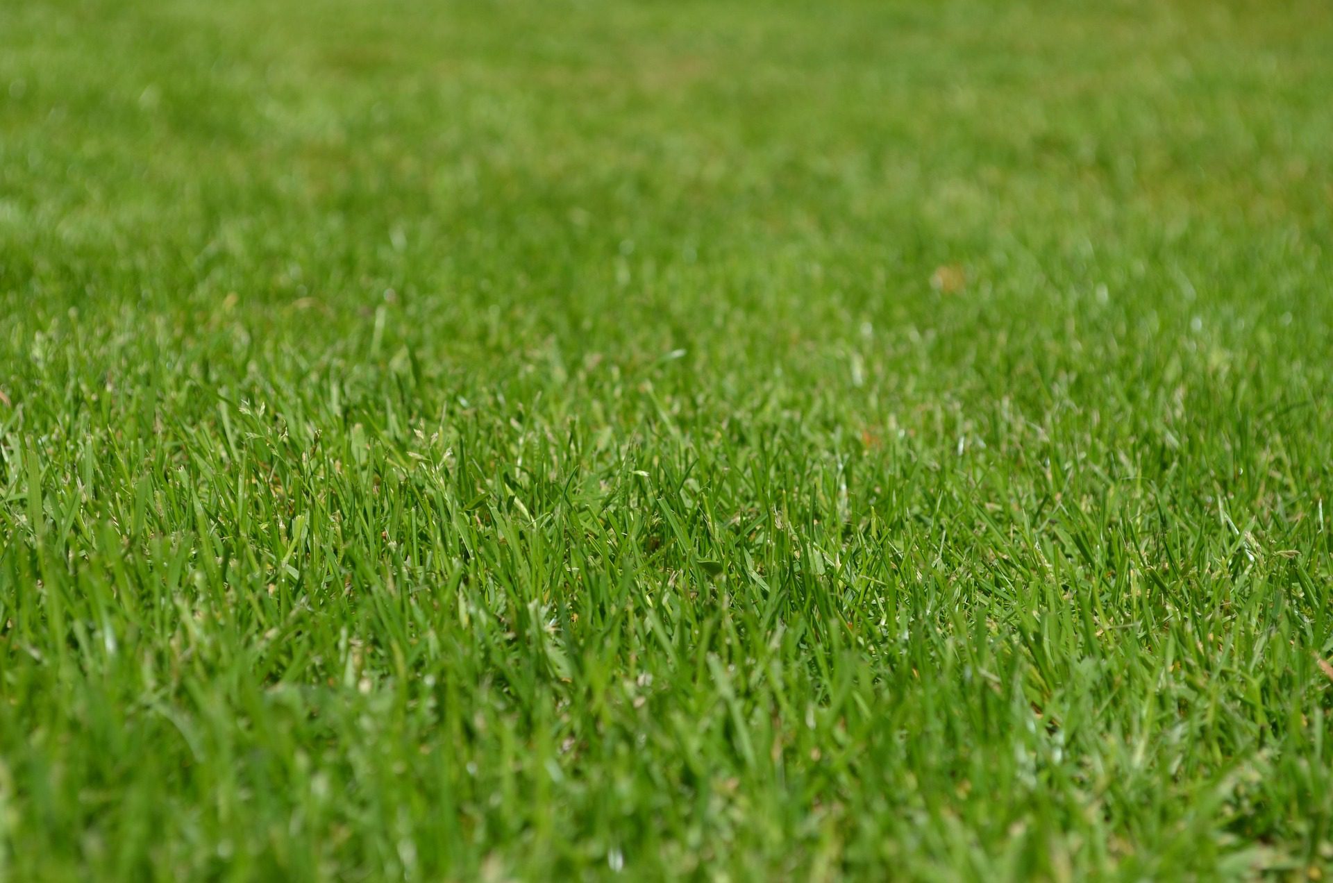 Best grass for Austin Texas heat in lawn care