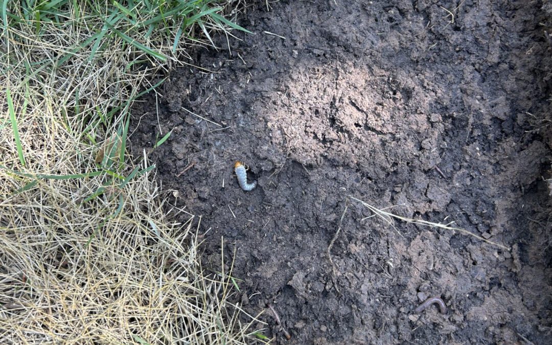 Grub Worms Are Lurking Below Par: How to Spot and Stop Them Before They Wreck Your Lawn
