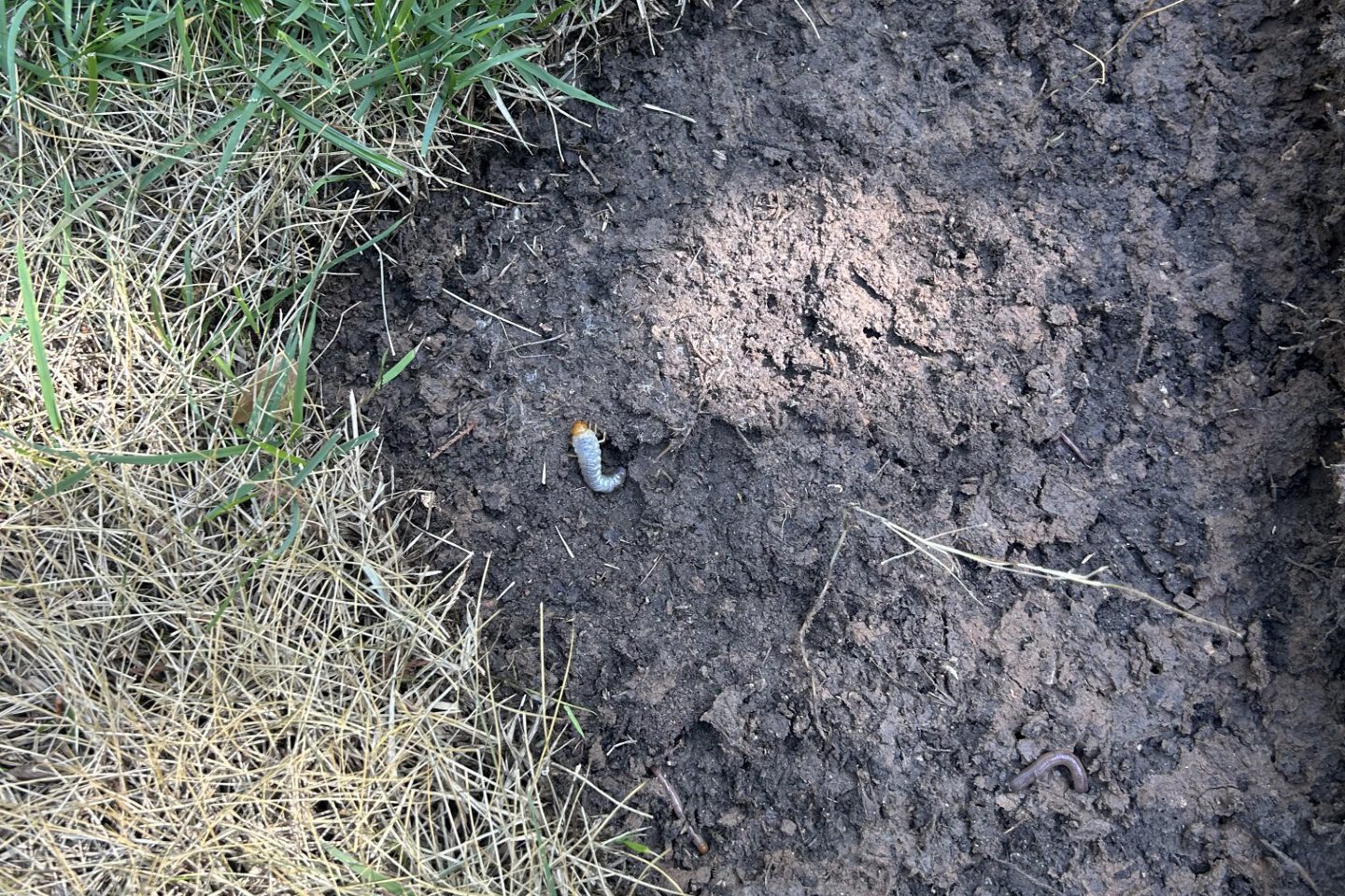 Grub worm damage in an Austin lawn showing brown patches and weakened tur