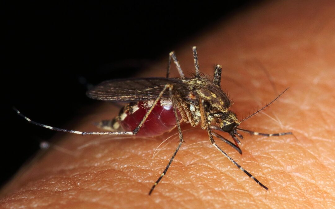 Mosquitoes Don’t Belong on the Green—Lawn Tips to Cut Down the Buzz