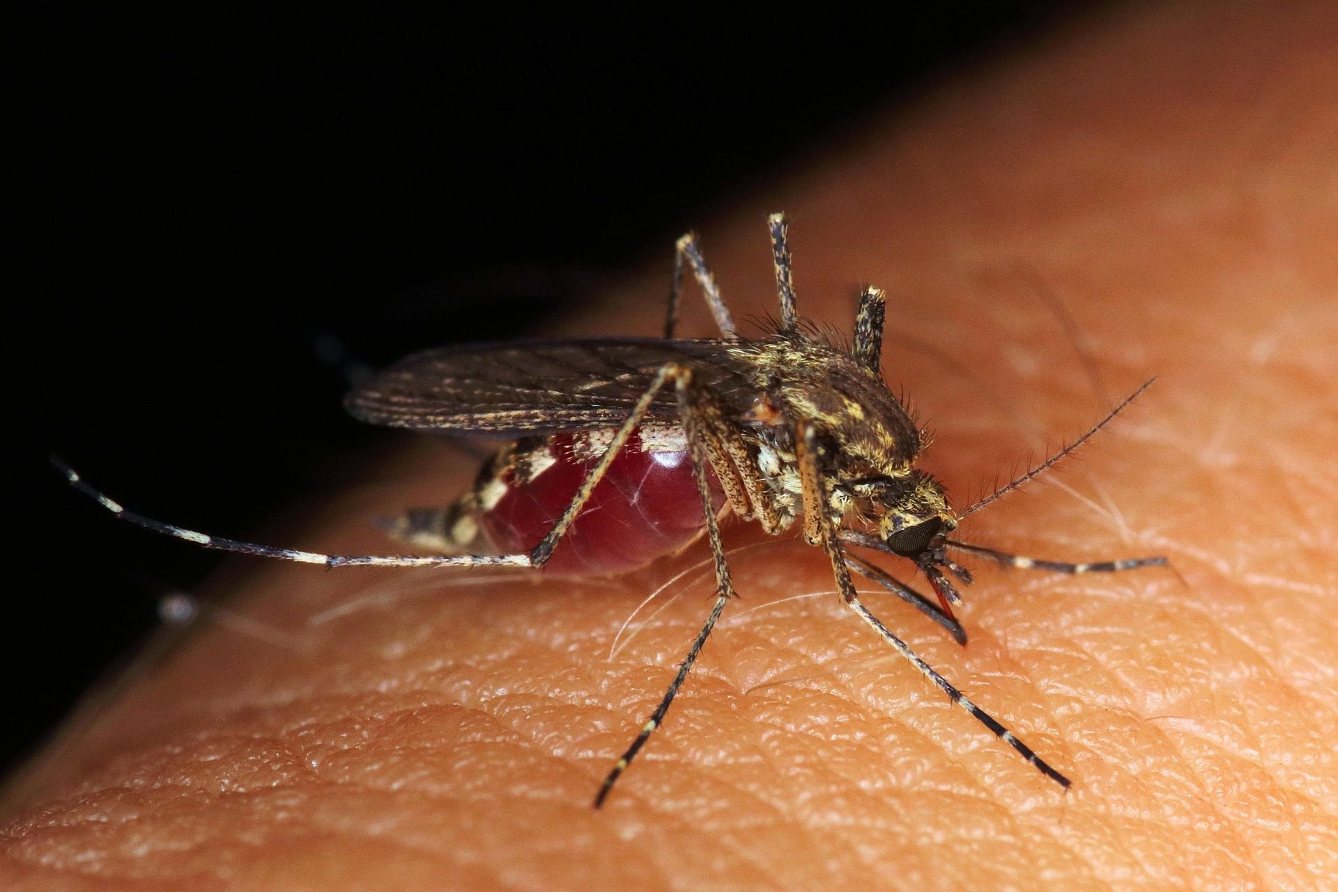Summer lawn care in Austin Texas for mosquito control