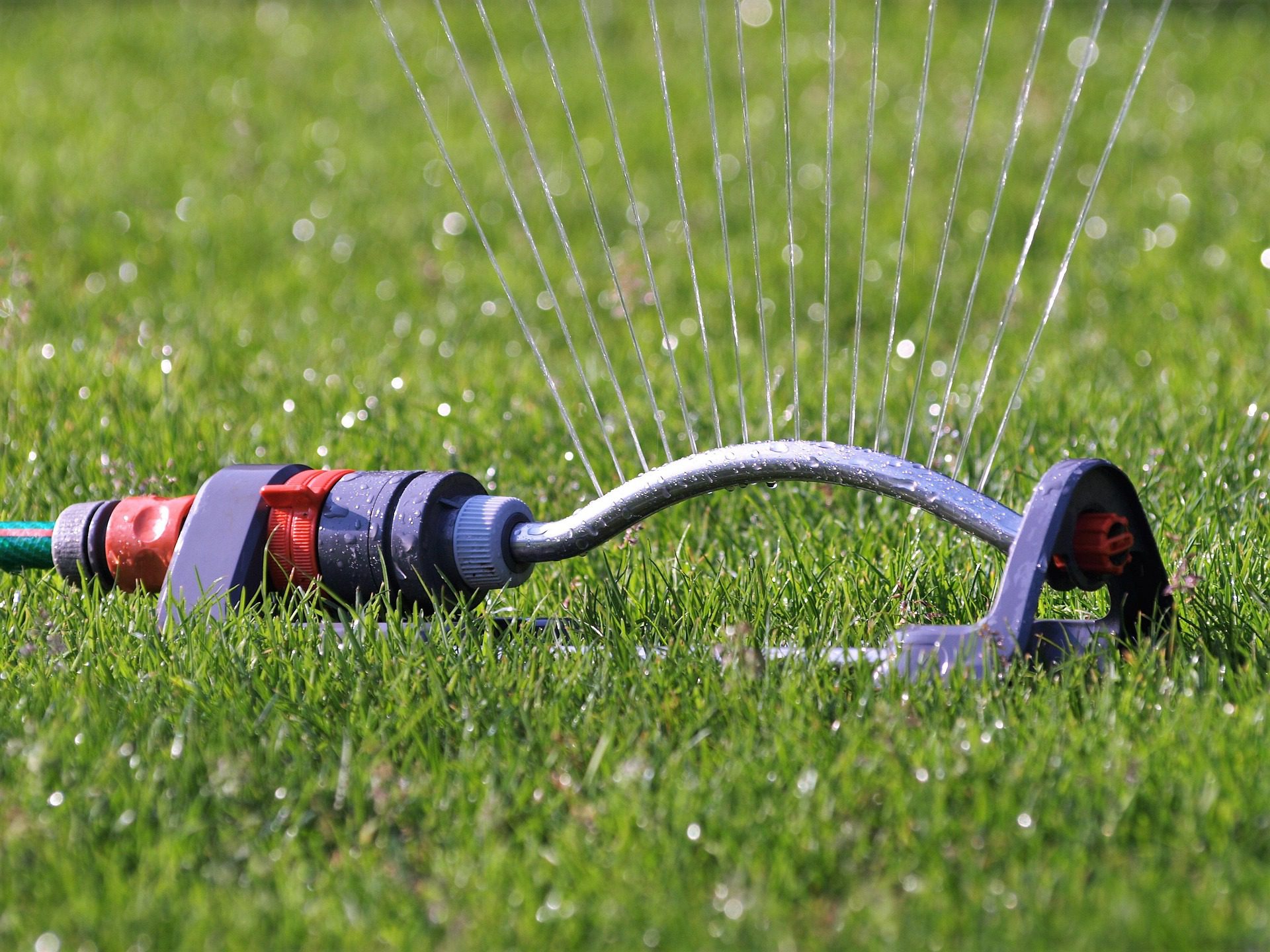 Summer lawn care Austin for heat-tolerant grasses