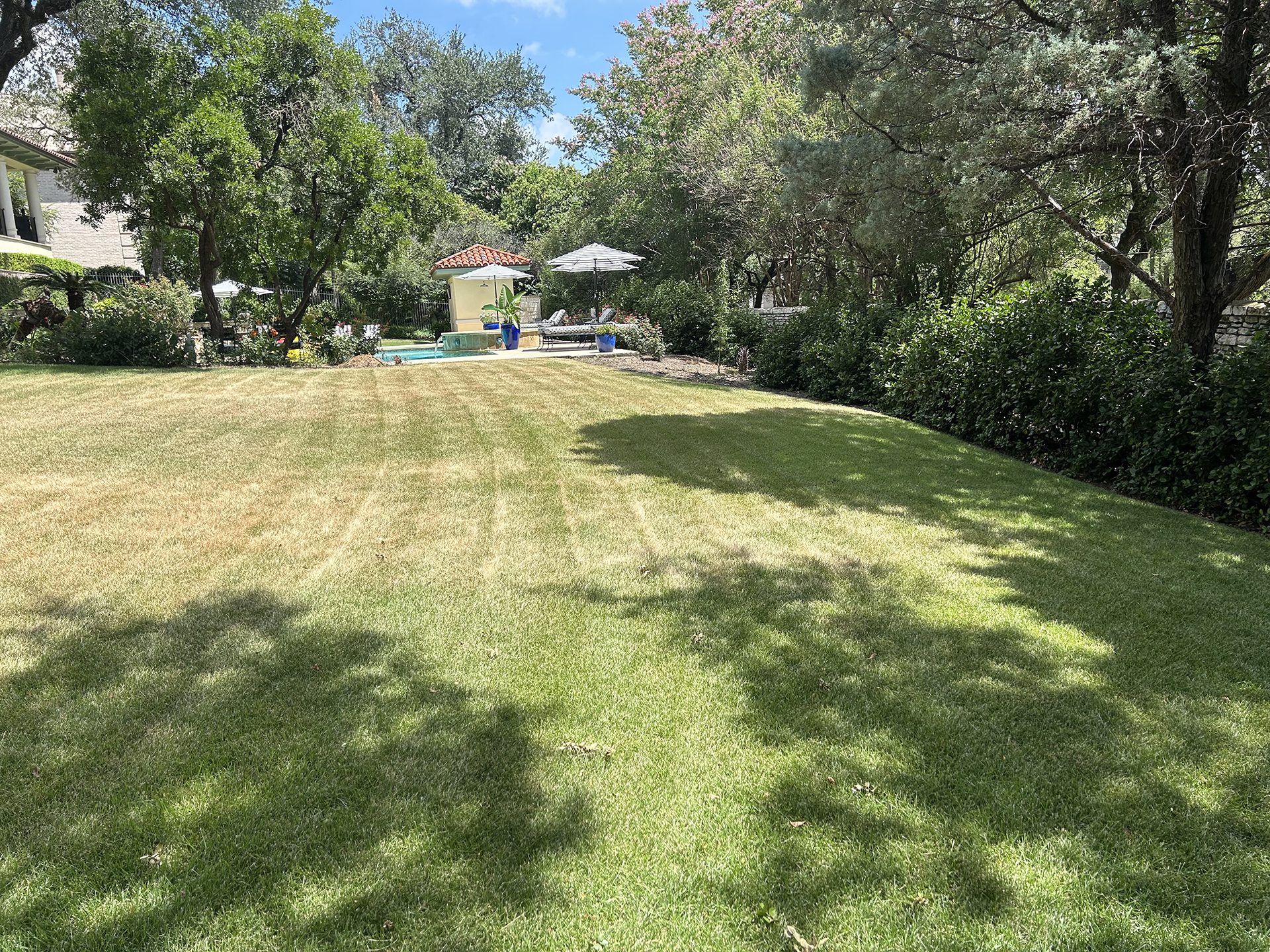 Austin lawn being watered during extreme summer heat to prevent drought and heat stress